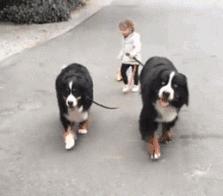 小狗被车碾压怎么赔偿,宠物狗被汽车撞了该如何赔偿