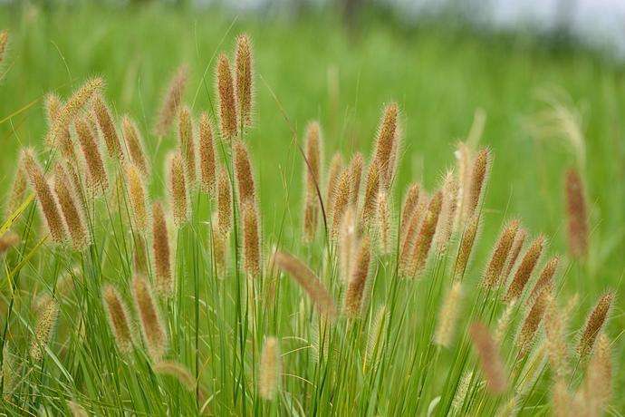 狗尾巴的草有什么用处,随处可见的狗尾巴草