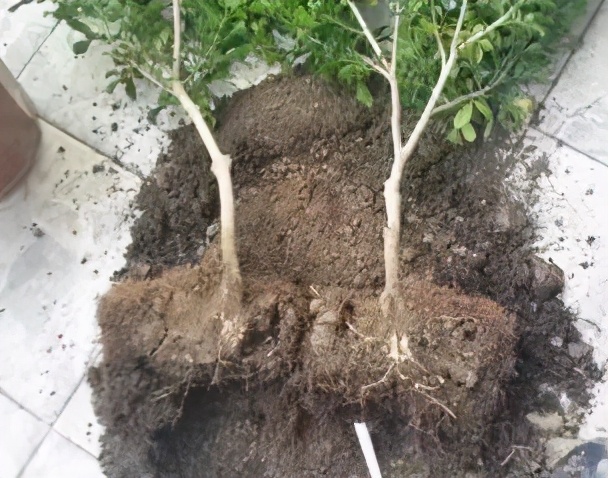 米兰移栽最佳方法,米兰爆盆的正确方法