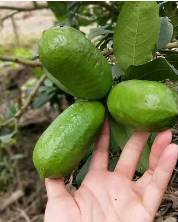 好养又散发氧气的盆栽,室内四季开花好养带香的盆栽