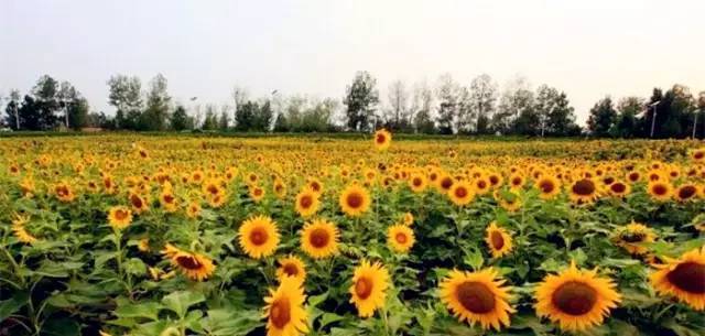 莒县还有这么美的地方,莒县真是美