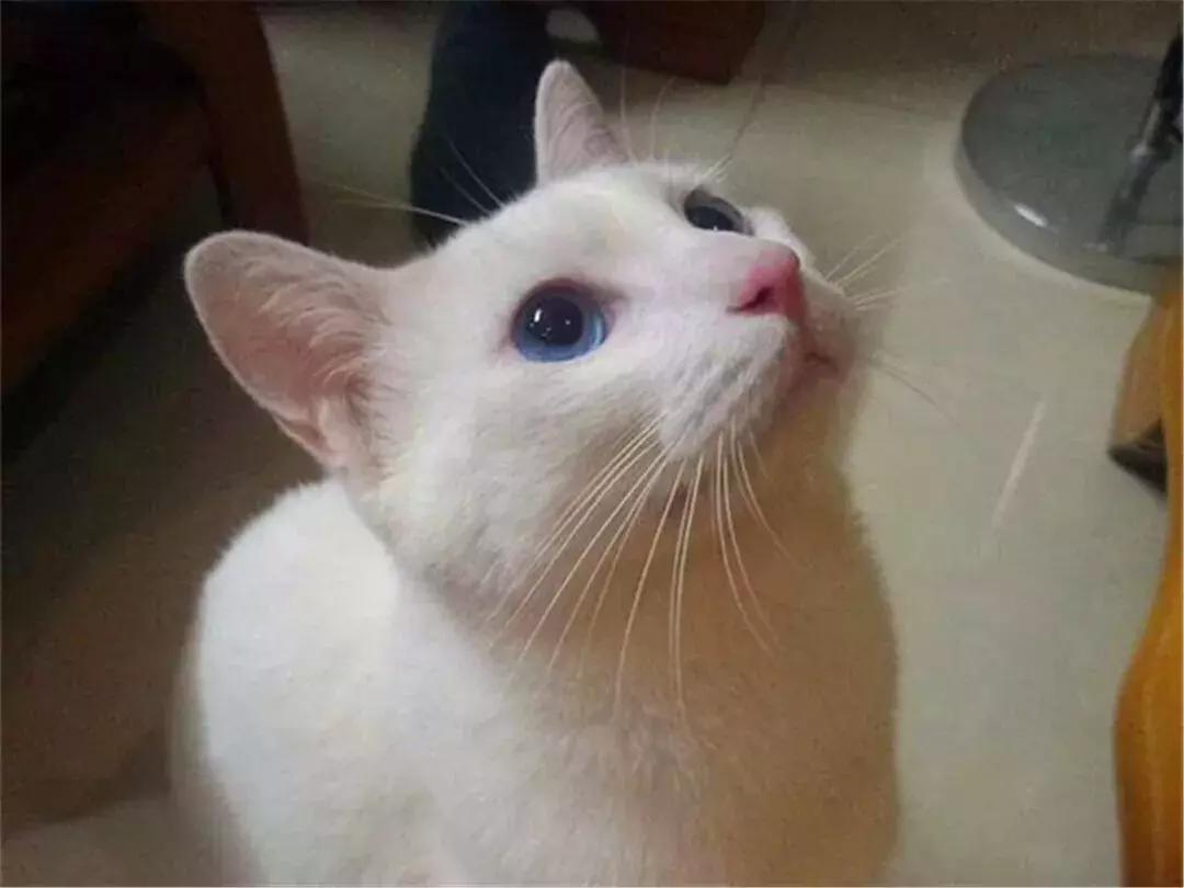 主人给猫绝育手术须知,绝育以后主人如何对它好