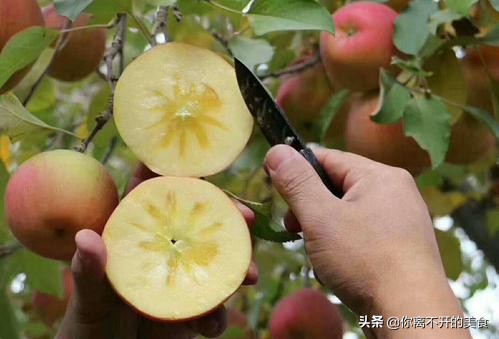 大新疆特产有哪些,从新疆带什么特产给内地朋友