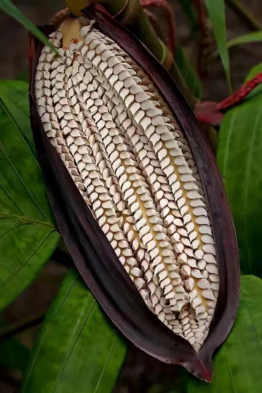 世界十大珍贵的植物图片,世界上罕见的名贵植物图片