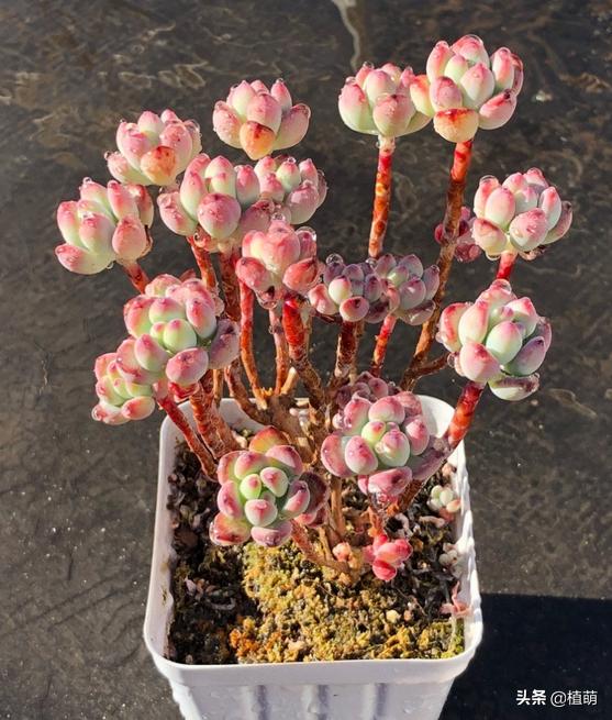 汤姆漫画好养么,汤姆漫画是冬种型吗