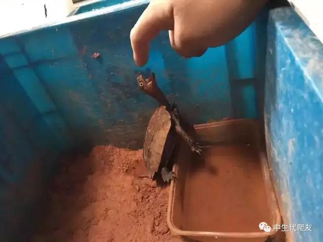 怎样的环境能让龟不会腐甲,如何用最便宜的龟养出华丽的感觉