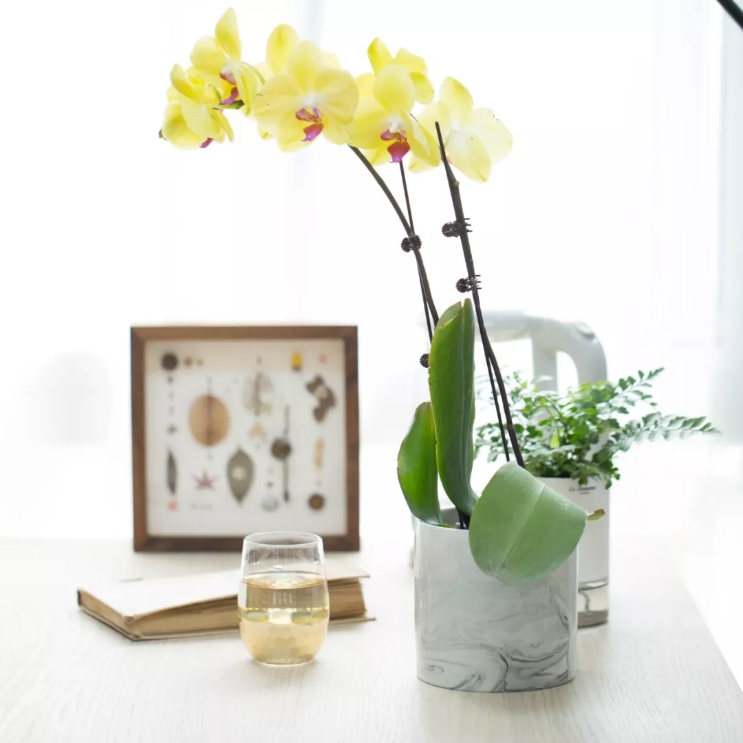 蝴蝶兰难养,蝴蝶兰开花后需要做好的养护要点