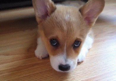 打狗真的能教育狗吗,打狗头对狗伤害大不大