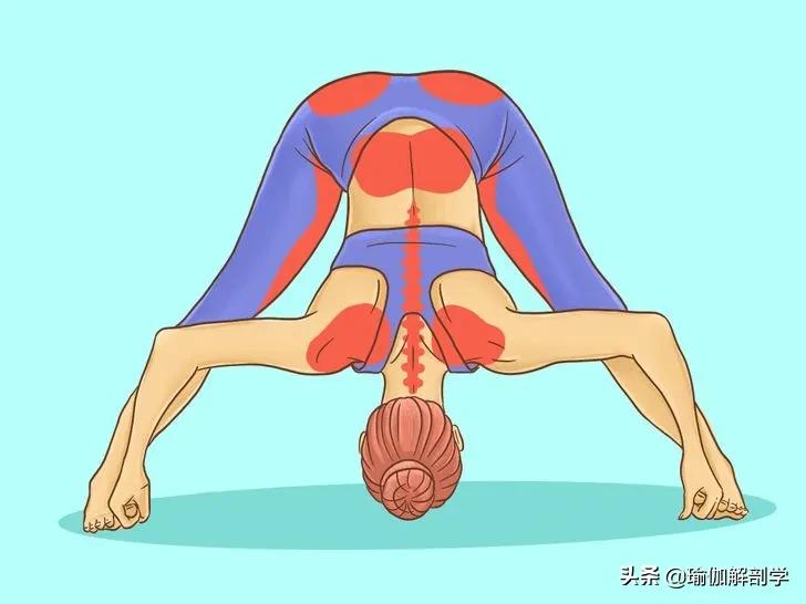 16个基础瑜伽体式“效果图”，初学者练对很重要