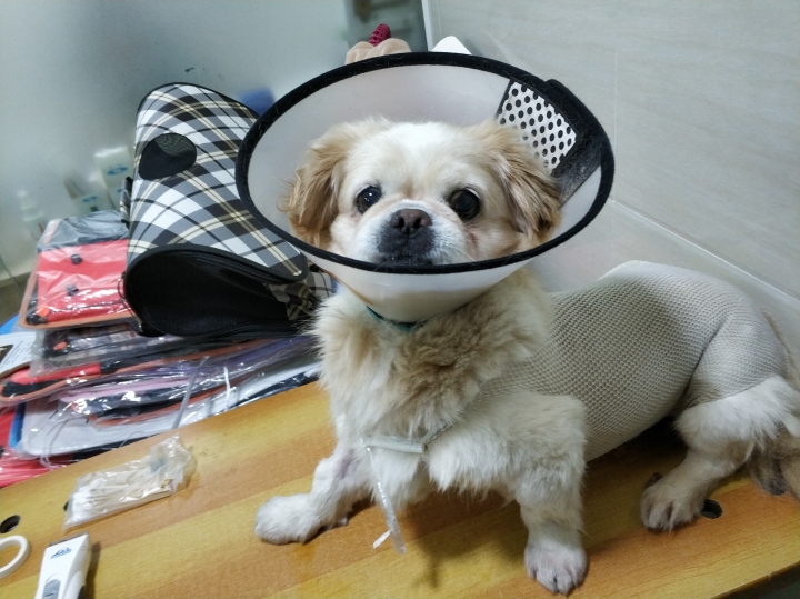 公猫膀胱结石手术,公犬尿道结石手术