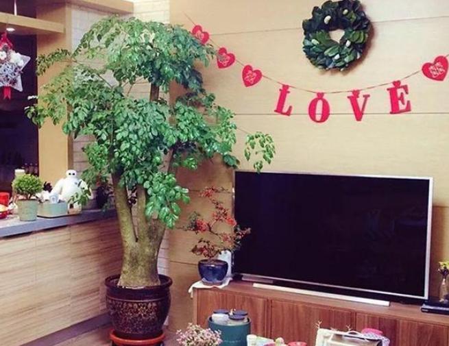 家里的幸福树叶子蔫了怎么回事,家里的幸福树生黑飞虫怎么处理