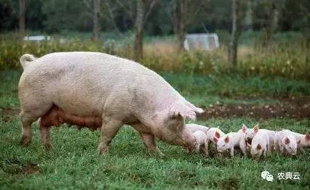 为什么非洲猪瘟的易感动物是母猪和育肥猪？