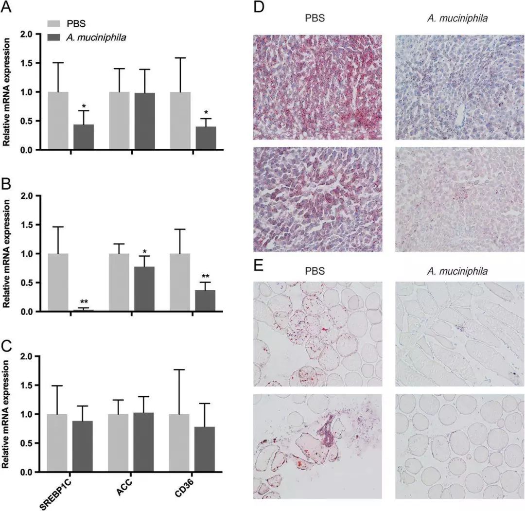 利用宿主分泌的粘蛋白“为食”的Akk菌