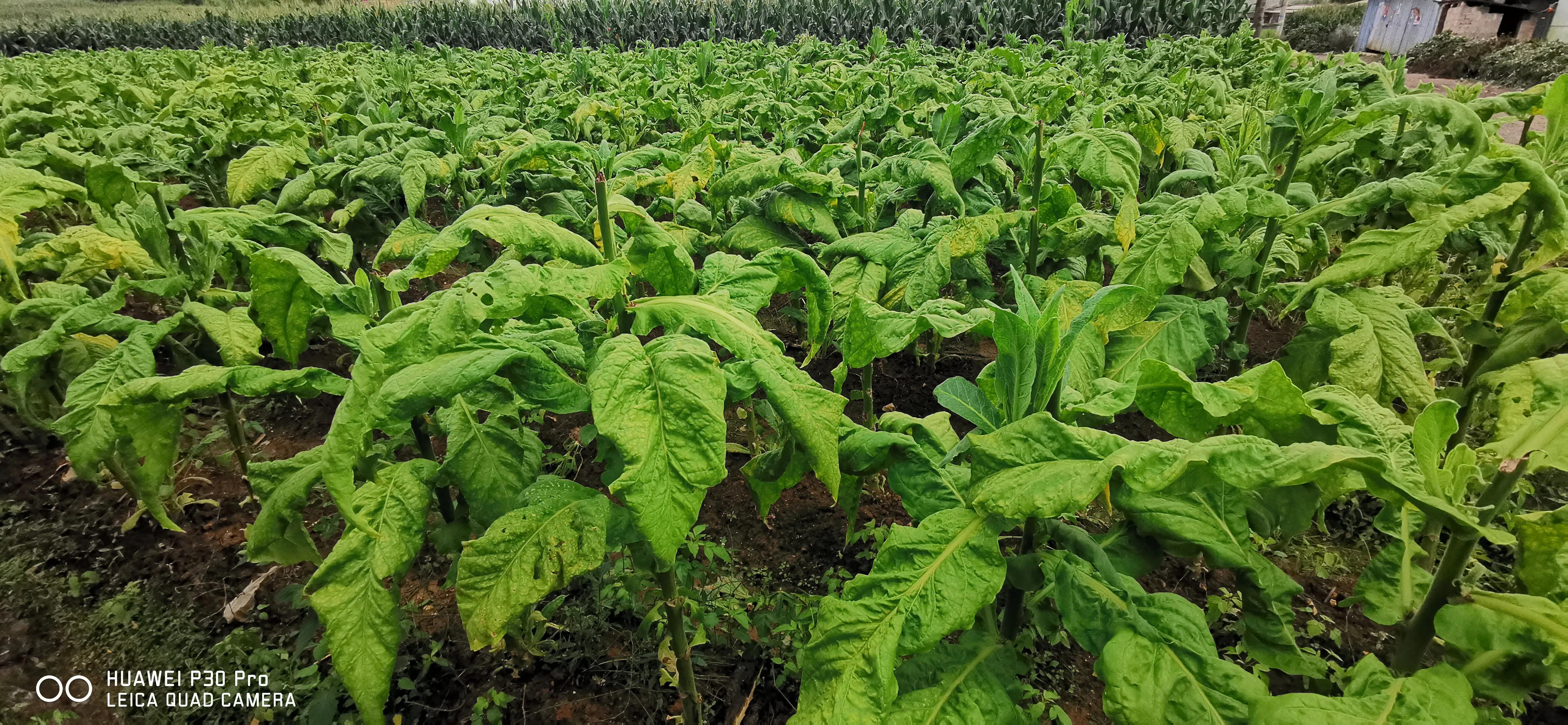 「原创散文」造就王妃的罗茨温泉漱玉