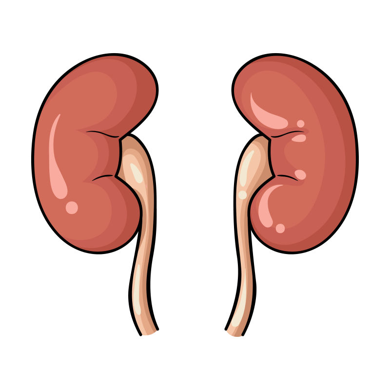 养肾固肾只需2步真的很实用,养肾护肾的方法和注意事项