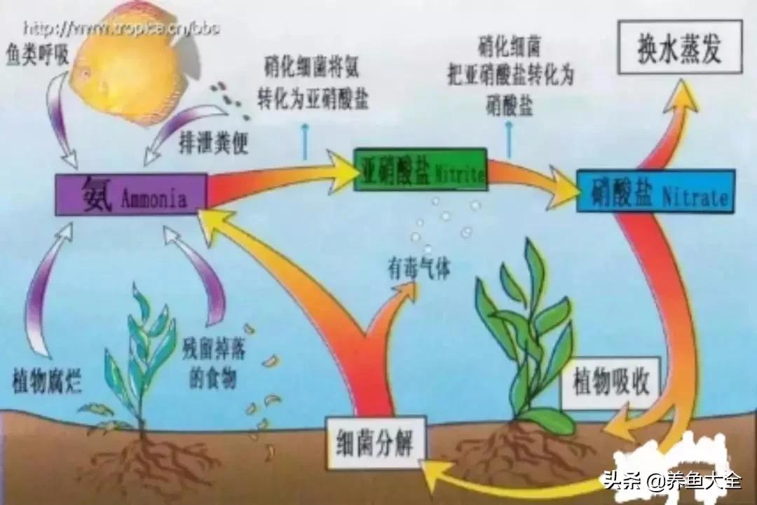 新缸养鱼多久可以建立硝化系统,不养鱼之前如何建立硝化系统