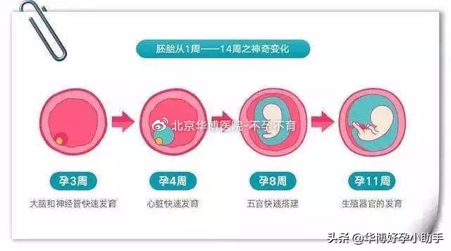 从胎儿着床到有胎芽胎心要多久,从受孕到着床