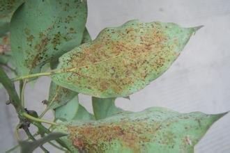 香樟树的种植方法大全,北方适合种植香樟树吗