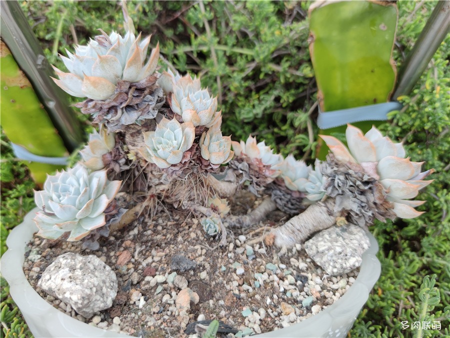 多肉薄叶蓝鸟老桩图片,薄叶蓝鸟最佳养殖方法