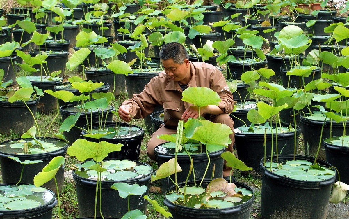 水缸种莲藕需要换水吗,莲藕怎么种在水缸里
