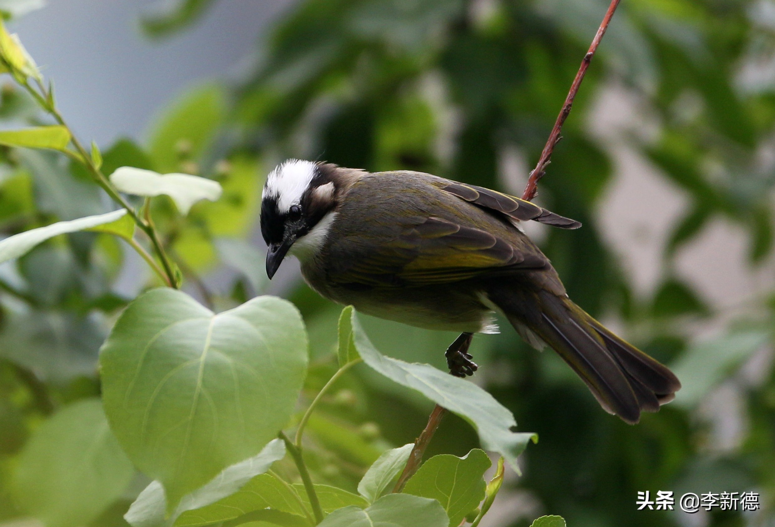 佳能相机5d3拍视频用哪个档位,佳能5d3适马2470