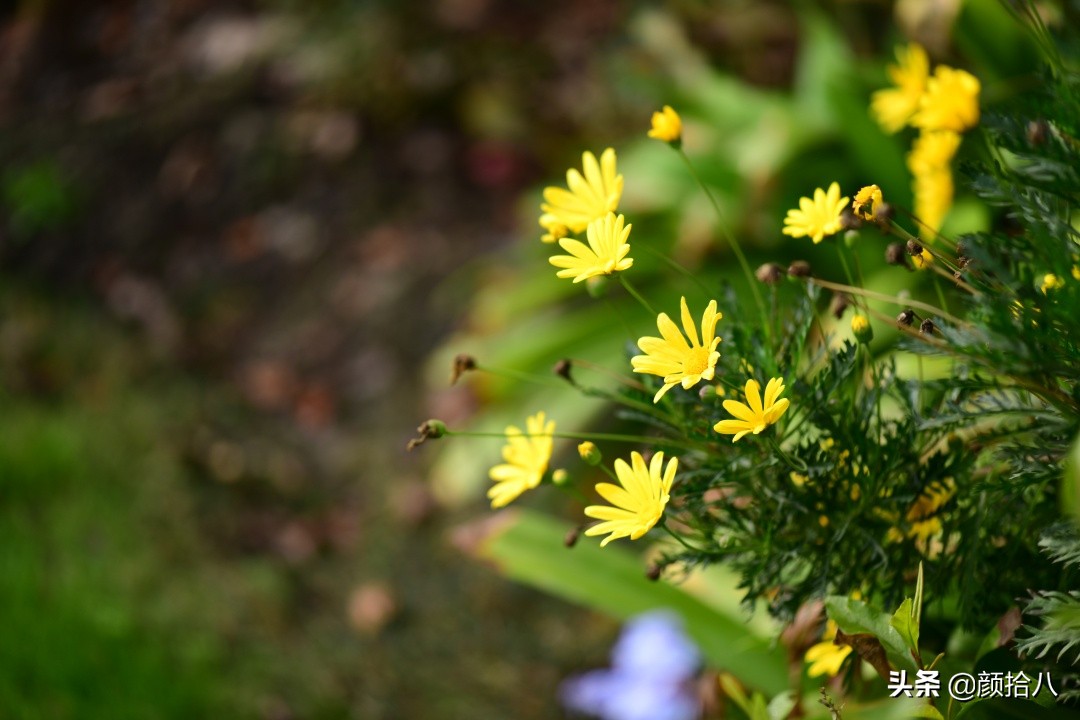 零下9度来袭，花园里的绿色是那么动人|园丁
