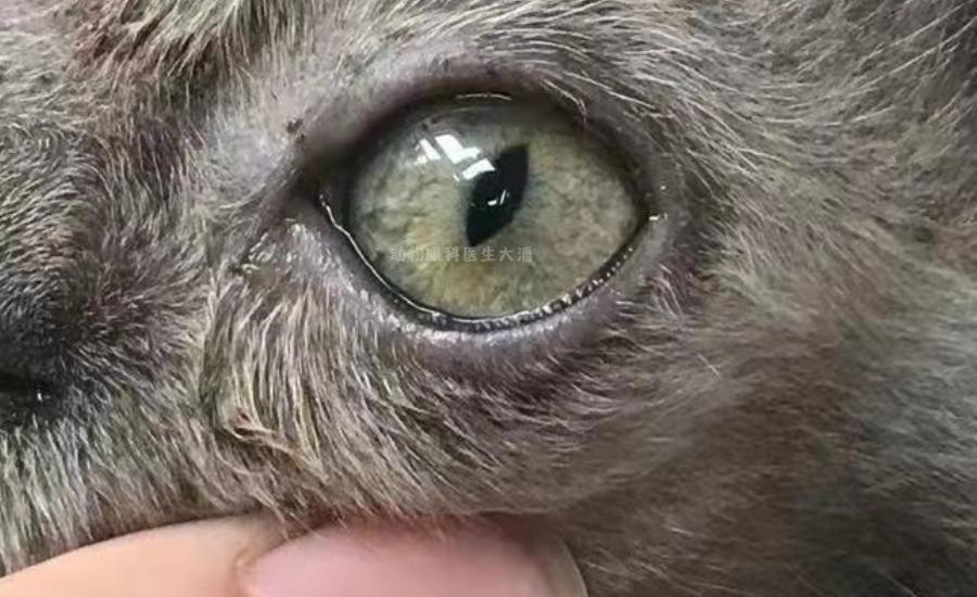 猫鼻支、猫感冒、流泪、打喷嚏、眼睛红肿,猫疱疹病毒的治疗