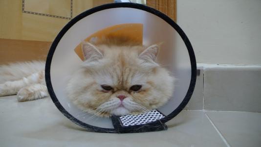 猫咪生病不吃饭怎么办,猫咪生病不喝水怎么办