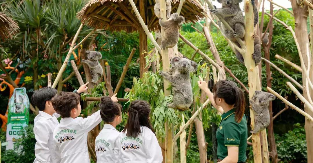 带小婴儿长隆动物园游玩攻略,亲子游玩广州熊猫酒店长隆攻略
