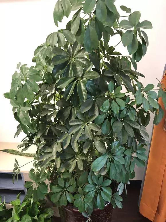 鸭掌木叶子发黄烂根，时刻把握好“养护5点”，叶子翠绿有生机