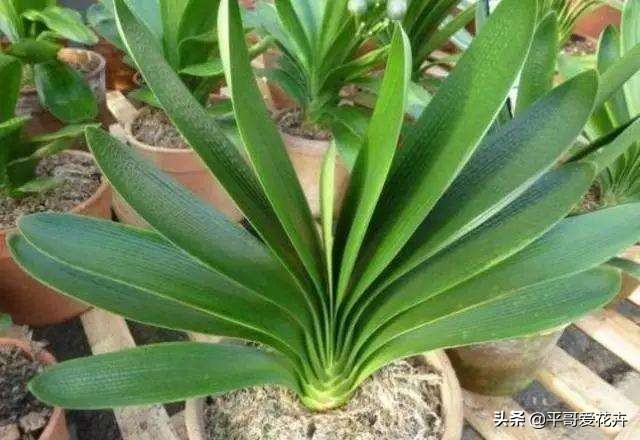 君子兰应该怎么养看完又学到一招,君子兰怎么养才能不乱七八糟