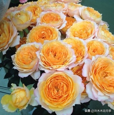 月季有盲枝是什么原因,春天月季全部都是盲芽是什么原因