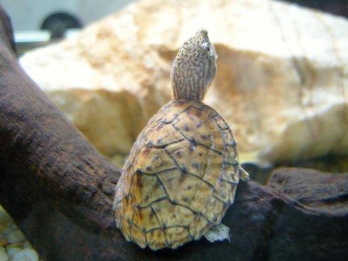 乌龟的习性句子,乌龟的习性都有什么