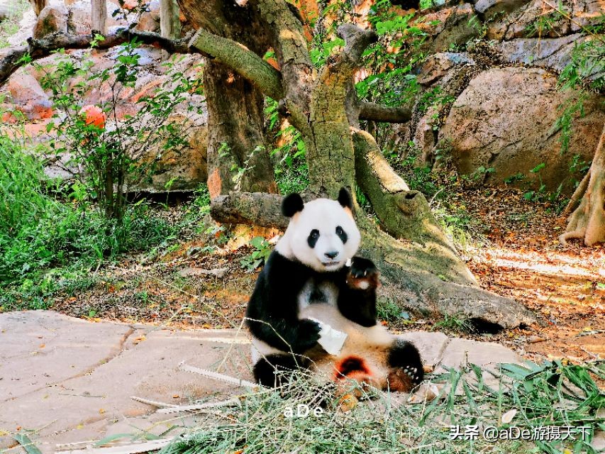 广州长隆野生动物园夜场,长隆嘉年华夜场17号有什么节目