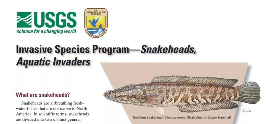 淡水鱼种类黑鱼图片,淡水鱼介绍系列之十七乌鳢