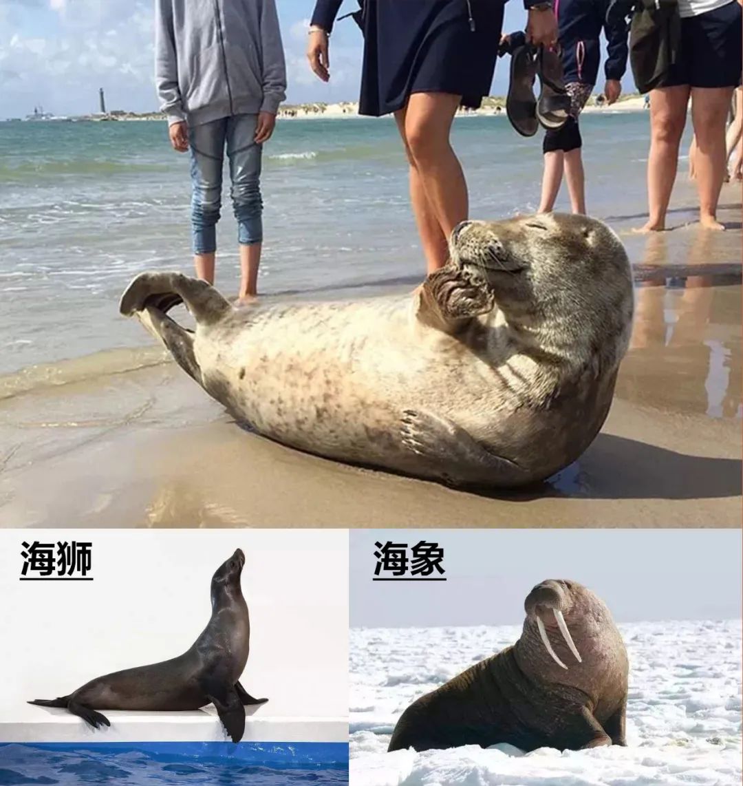 这届年轻人已经饥渴到“吸海豹”了……