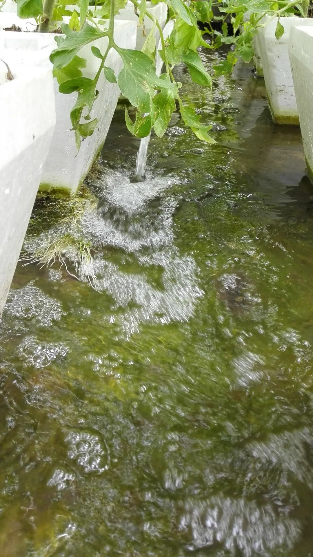 如何防止绿藻缠水泵,水泵会抽走绿藻吗