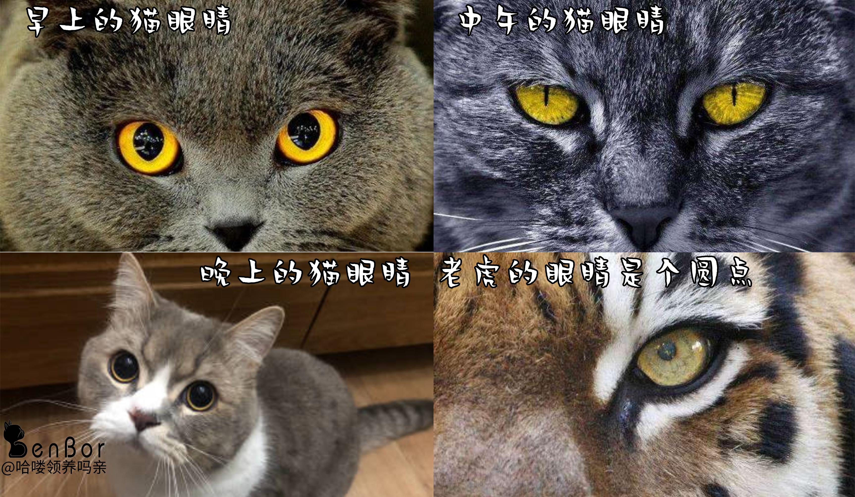 小猫咪能看懂别的猫咪照片吗,小猫咪在猫咪的眼里是什么样的