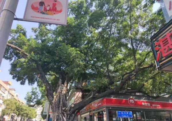 深圳布吉租复式房,深圳布吉房东直租1000元以下