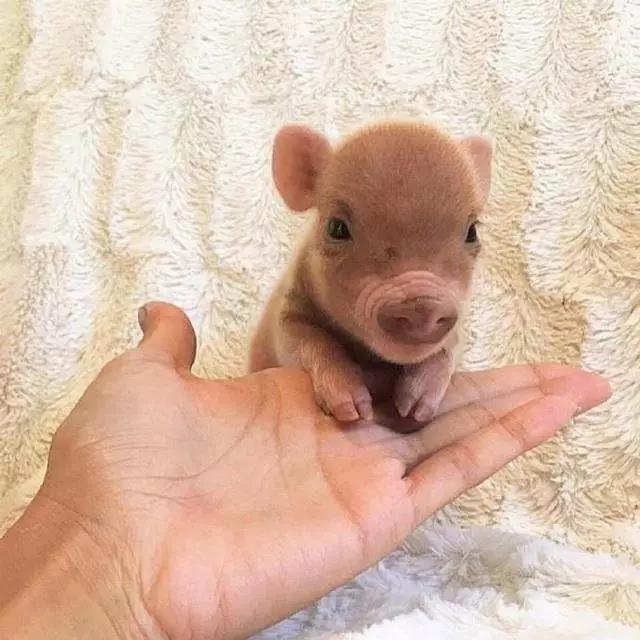 果壳带着猪猪和猪猪小秘密，给你拜年来啦！