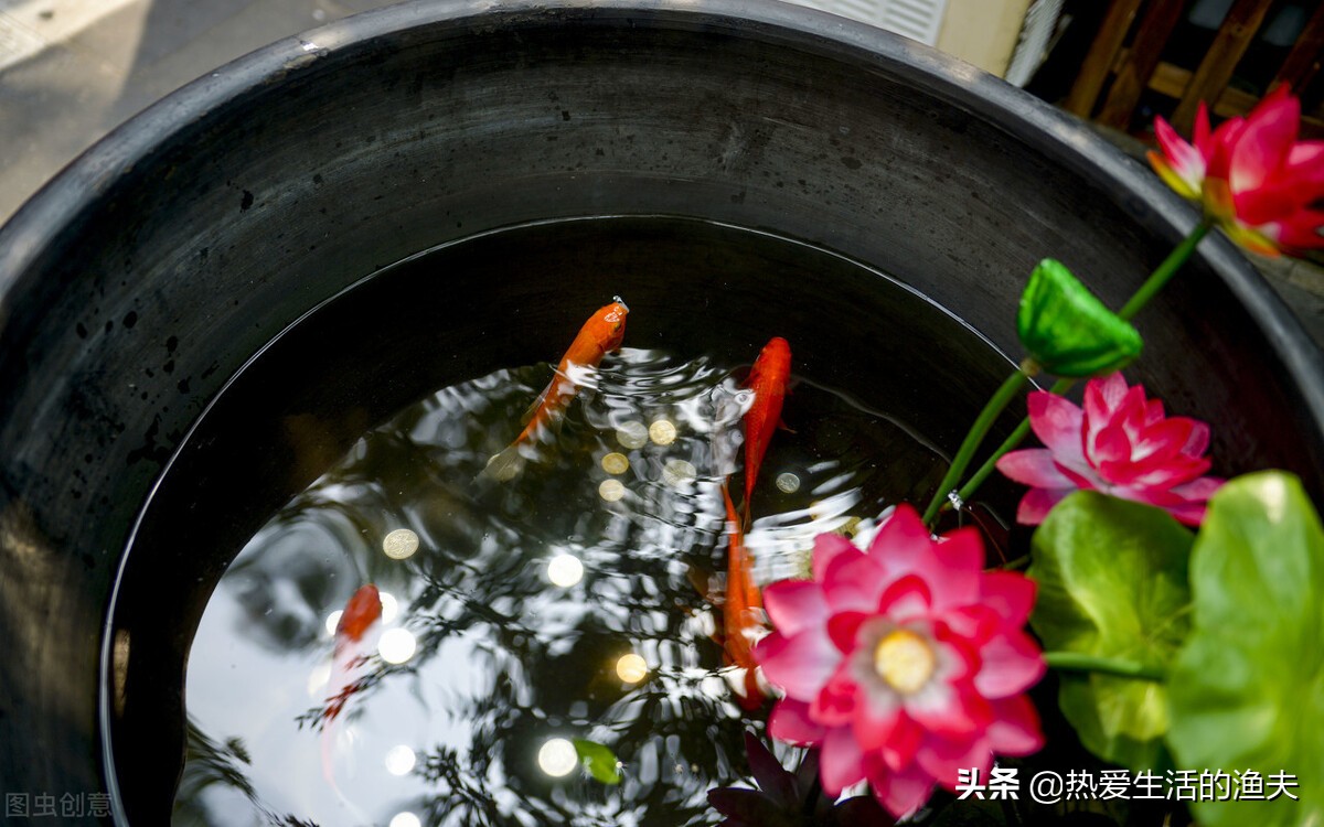 养金鱼不喂鱼食可以喂什么,金鱼不会饱