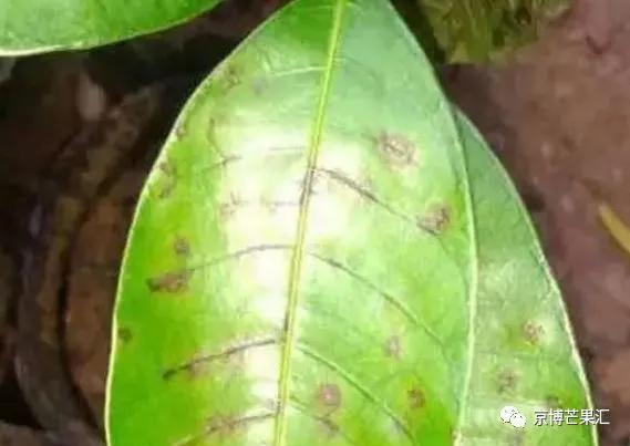 芒果角斑病能彻底治愈吗,芒果角斑病是怎样引起的