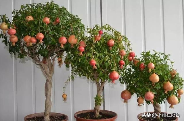 为什么石榴开花有早开有晚开花呢,石榴盆景多开花的技术有哪些方法