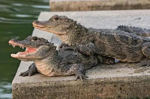 本土猪灭绝背后的故事,中国土猪要灭绝吗