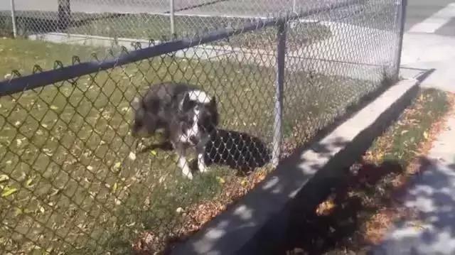 如何判断边境牧羊犬是笨是聪明,边境牧羊犬为什么不会攻击人