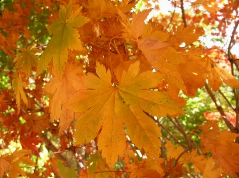 光雾山今天的红叶美景,光雾山红叶观赏全攻略
