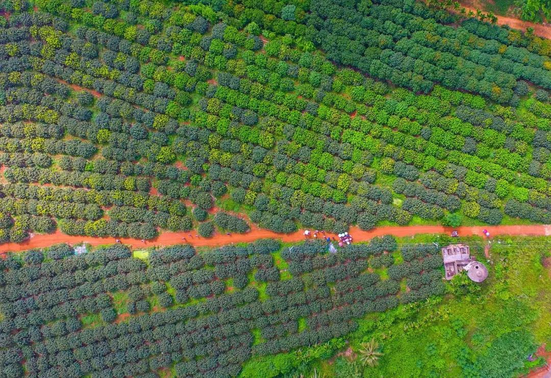 来到海南吃荔枝,到海南吃到的热带水果