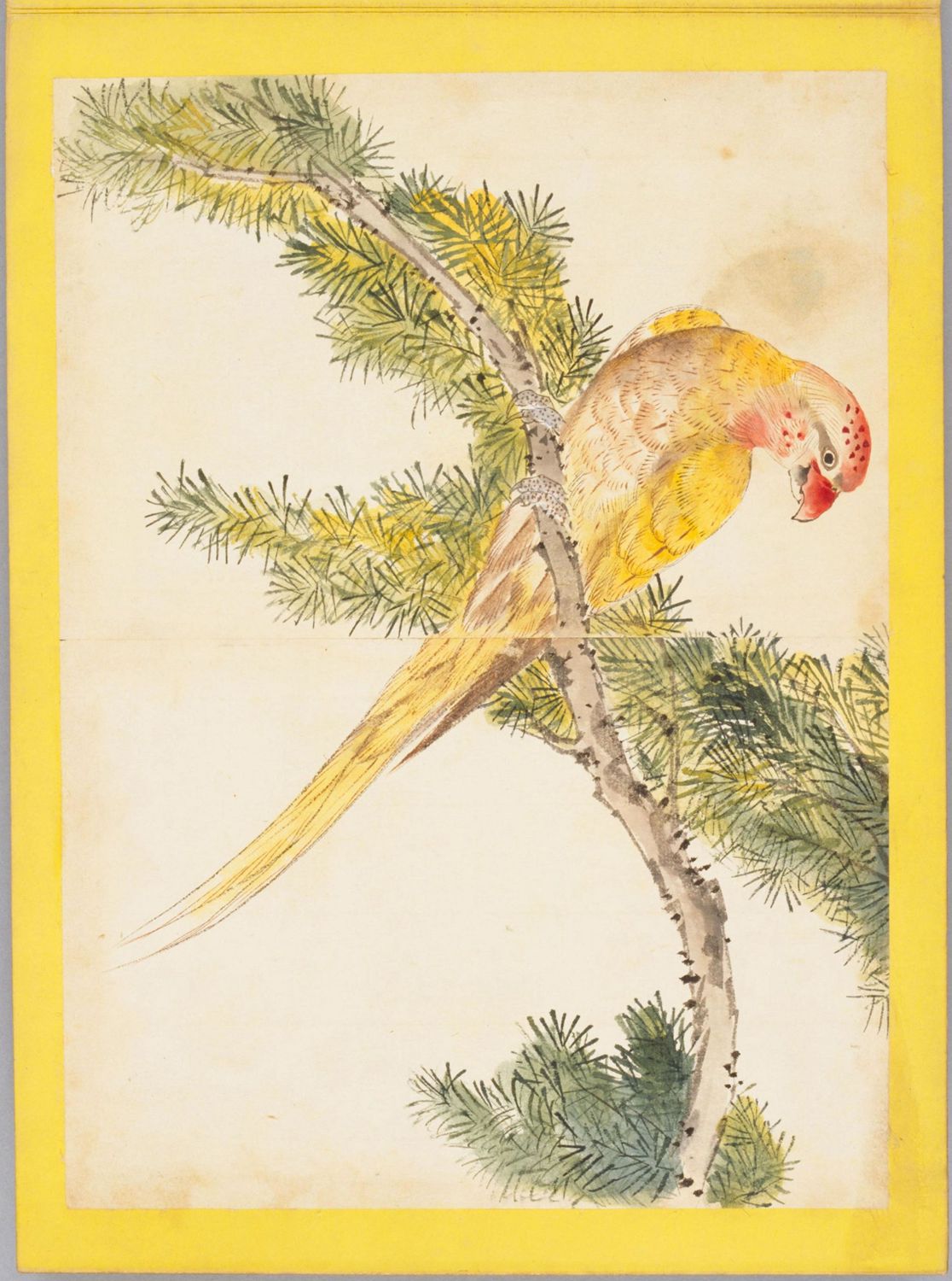 东西方鹦鹉绘画：男人们如何看待这些“笼中鸟”？|张小玉