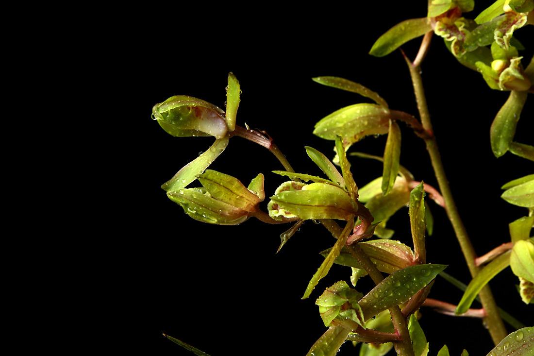 蕙兰花苞消苞怎么挽救,蕙兰花苞怎么处理