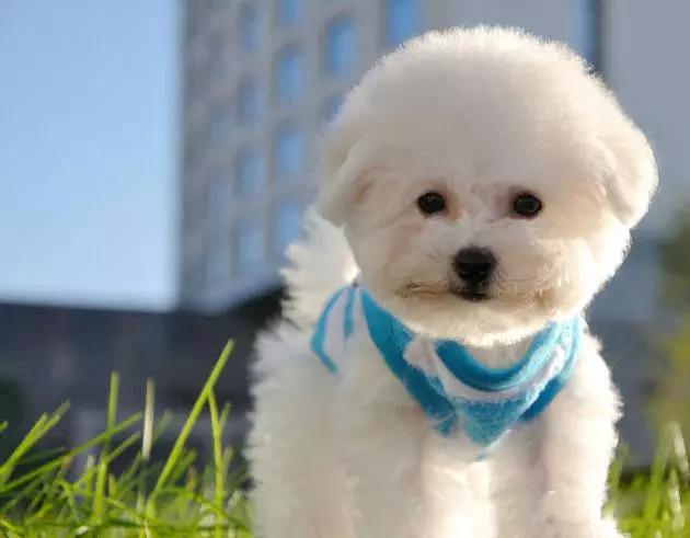 45种狗狗很难得一见你认识几种,45种最难得一见的狗